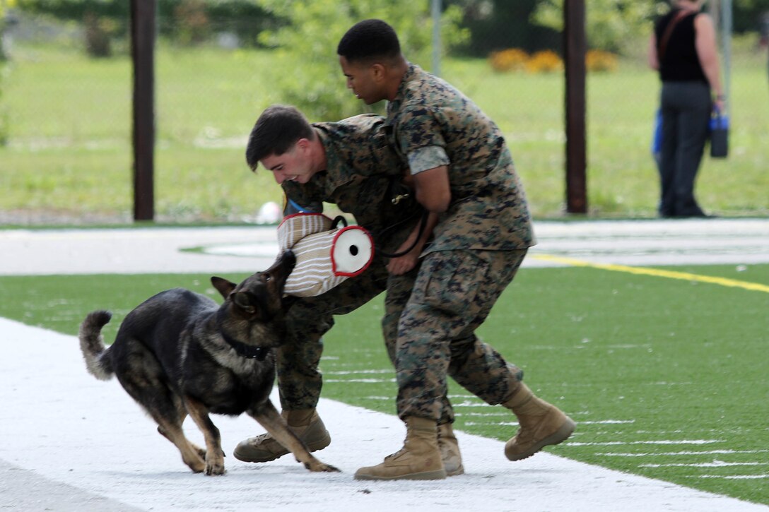 U.S. Marine working dog Joker takes down Cpl. David Makowski during a military police aggression and response demonstration at Frank Cody High School, Sept. 6, 2017.  The demonstration was a part of Marine Week Detroit, an opportunity to connect with the people of the greater Detroit area, and thank them for their support. (U.S. Marine Corps photo by Sgt. J. R. Heins/ Released)