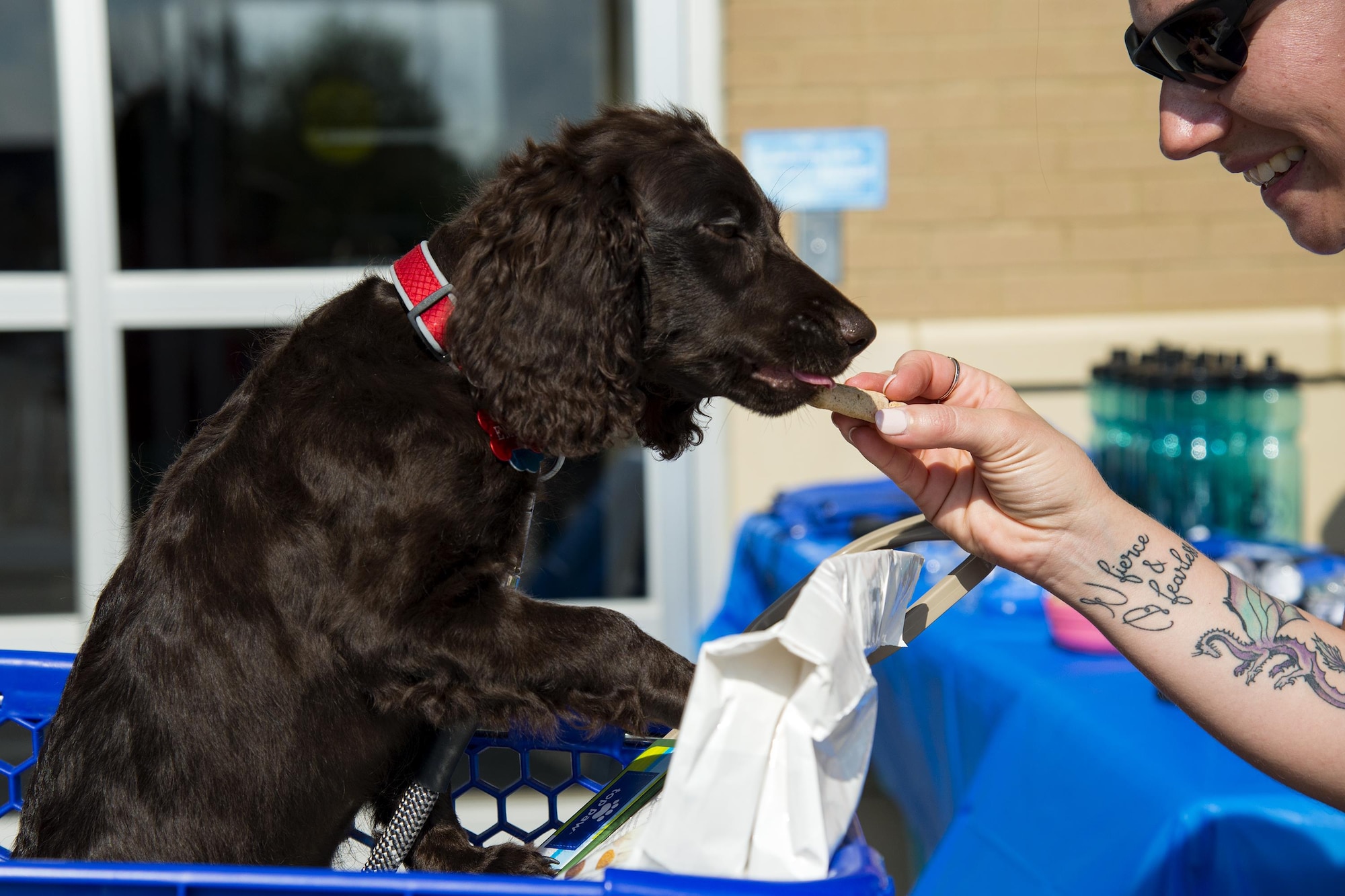 Master Sgt. Terri Adams, 23d Civil Engineer Squadron emergency management section chief, feeds a dog treat at a local pet store, Sept. 23, 2017, in Valdosta, Ga. Members of the 23d CES hosted the event as part of National Preparedness Month to educate pet owners on disaster precautions. (U.S. Air Force photo by Airman 1st Class Erick Requadt)