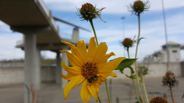 A bee lights on a flower, one of many pollinator friendly trees, shrubs and flowering plants at McAlpine Locks and Dam on the Ohio River at Louisville, Ky.