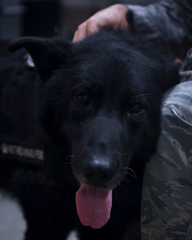K-9 Airman gone but not forgotten
