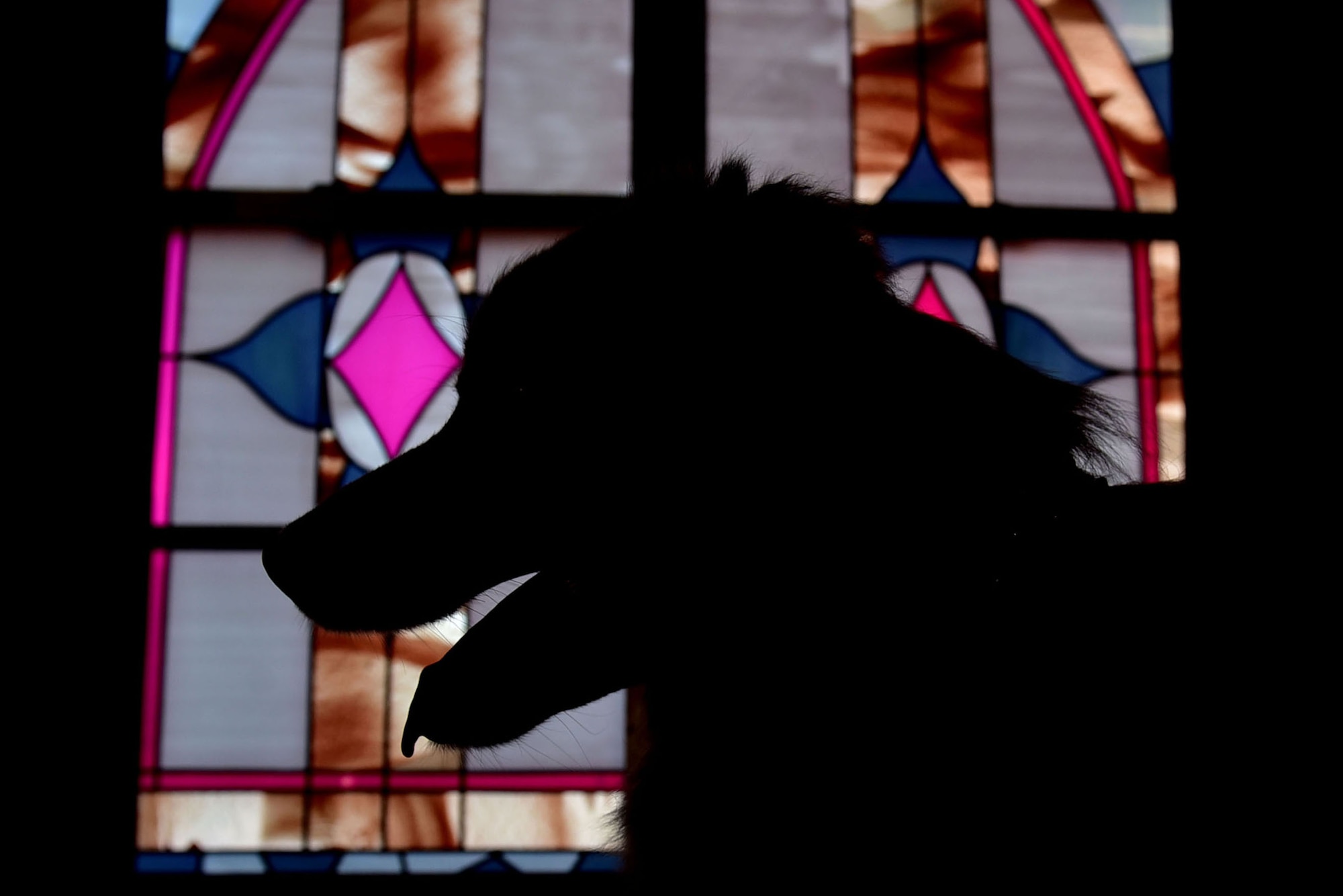 Milo, 19th Airlift Wing morale dog, watches over the sanctuary of the base chapel Sept. 20, 2017, at Little Rock Air Force Base, Ark. Milo is a certified therapy dog and works with the base chapel team. (U.S. Air Force photo by Airman Rhett Isbell)