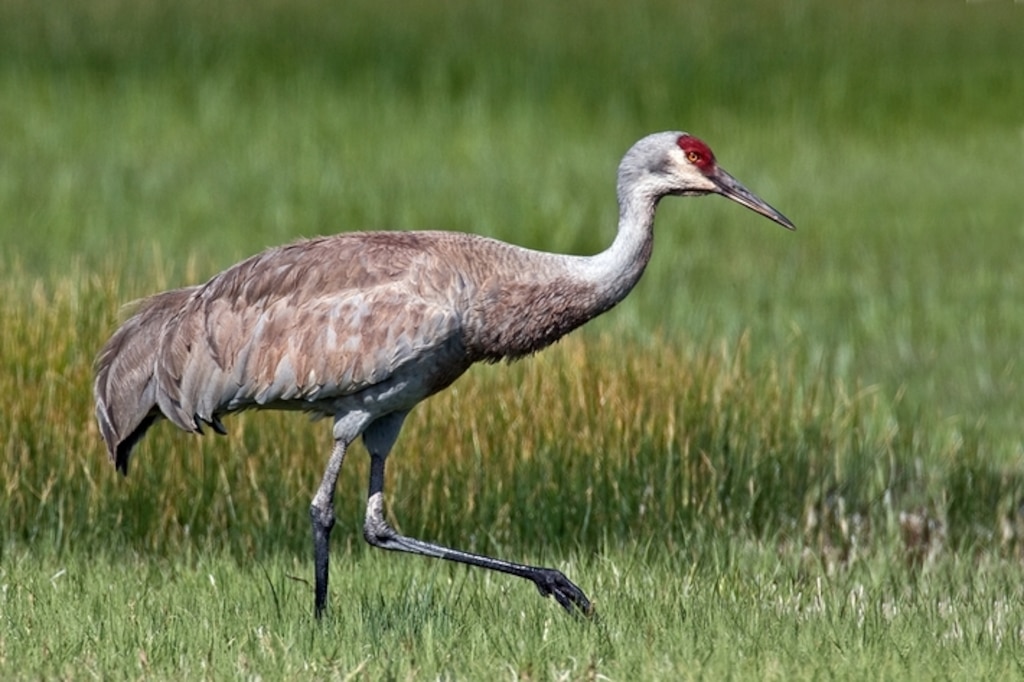 image - Greater Sandhill Crane