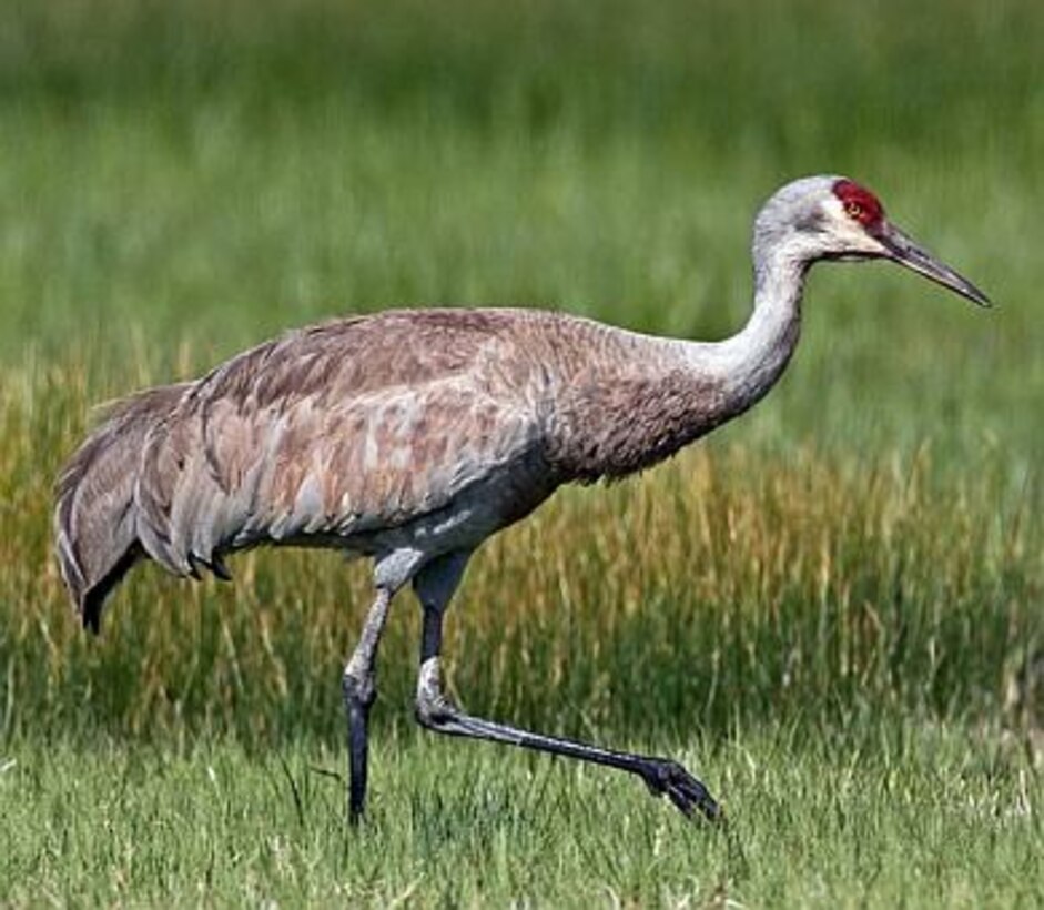 The U.S. Army Corps of Engineers Sacramento District regulatory team has worked with civic leaders, federal and state agencies, and conservationists to help shape development and ecosystem preservation for perhaps the next 50 years in a huge piece of California’s Central Valley.  Species present within the region include the Greater Sandhill Crane.