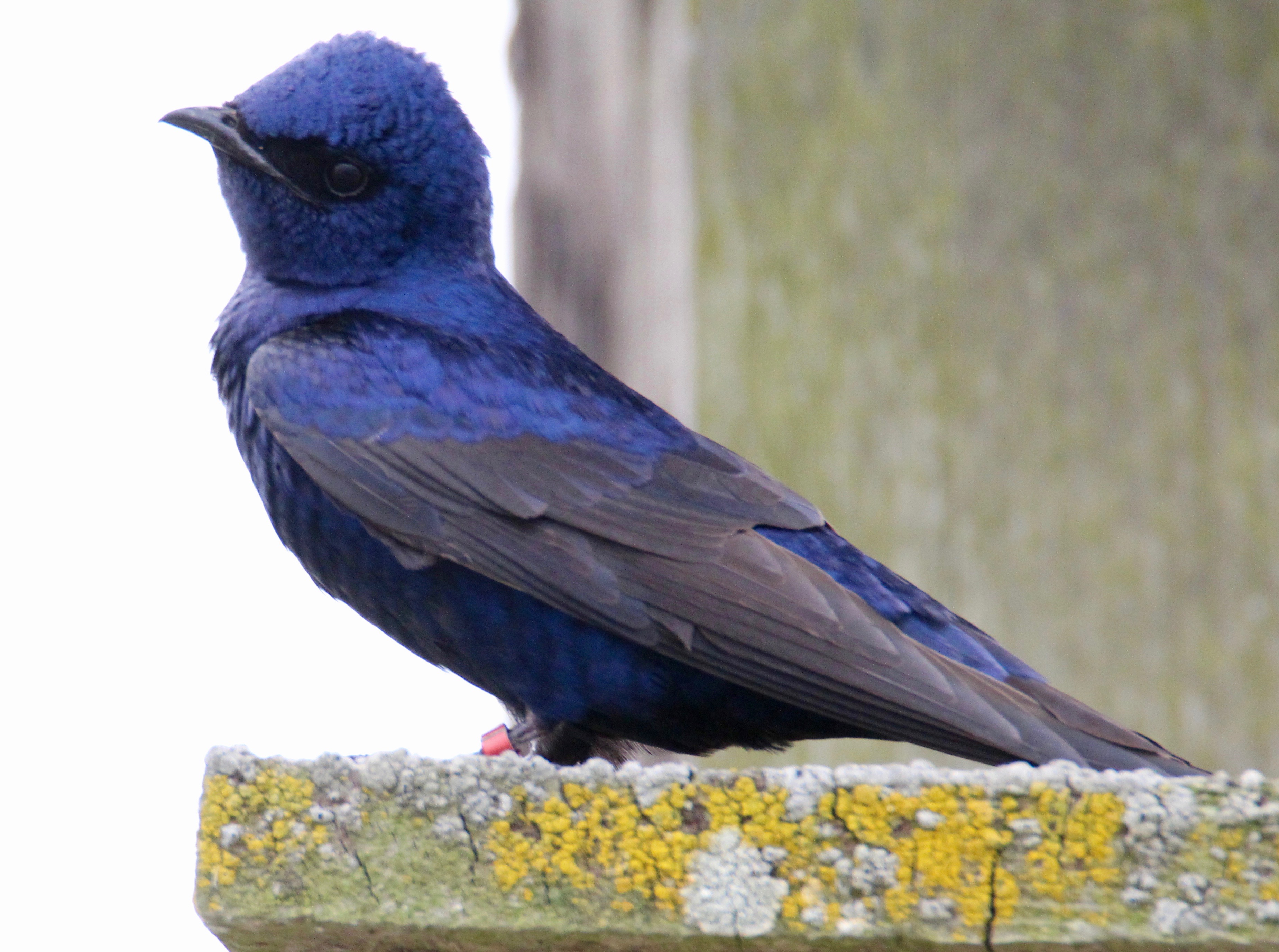 Purple martins in the Willamette Valley