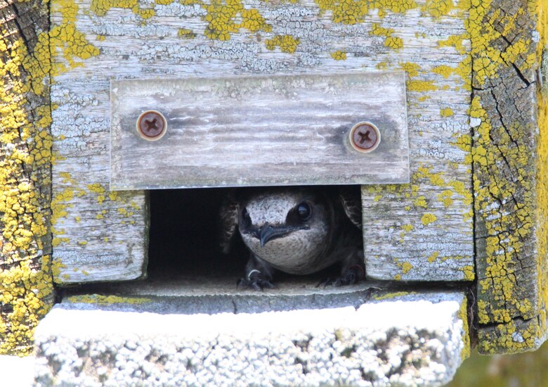 A purple martin peeks its head out of a next box at Fern Ridge Dam and Reservoir, west of Eugene, Oregon. Normally, the birds find cavities in dead trees, or snags to next in but nest boxes are an acceptable alternative.
