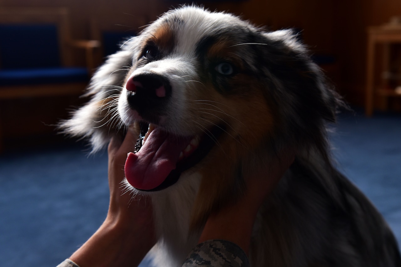 An Airman pets, Milo, 19th Airlift Wing morale dog, Sept. 19, 2017, at Little Rock Air Force Base, Ark. He is trained to stay beside his handler, until given the command “Free Dog”, when he is allowed to roam around. (U.S. Air Force photo by Airman Rhett Isbell)