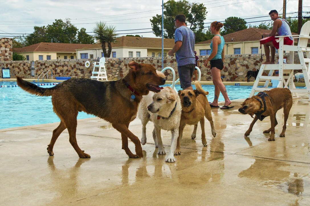 Wet dogs wag, wander and shake themselves off by a pool as a lifeguard watches.