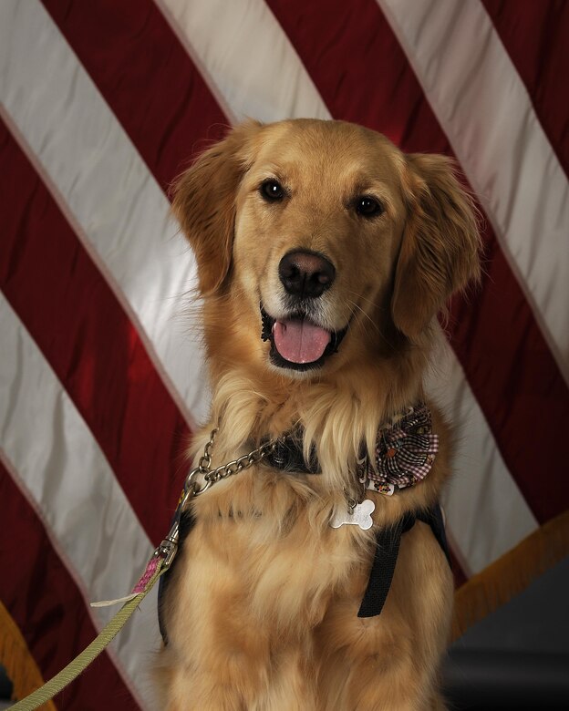 Providing comfort and resiliency one paw at a time