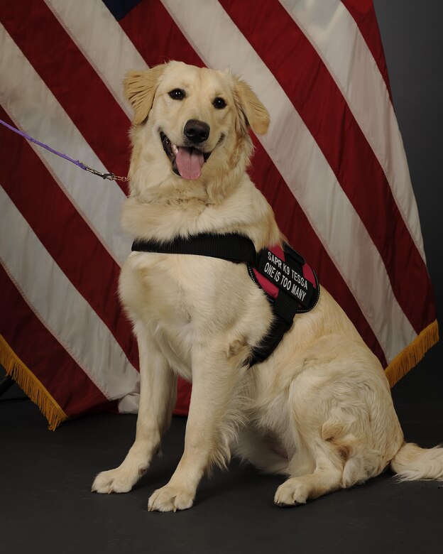 Providing comfort and resiliency one paw at a time