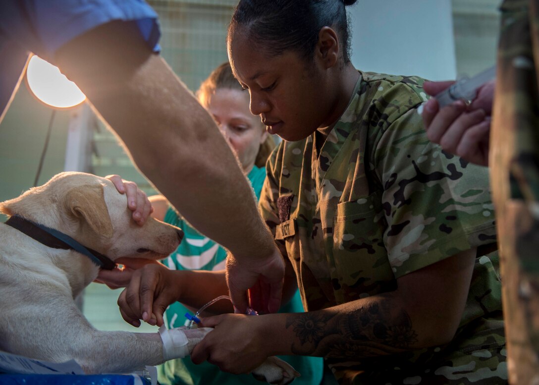 A soldier helps a dog during a veterinary clinic.