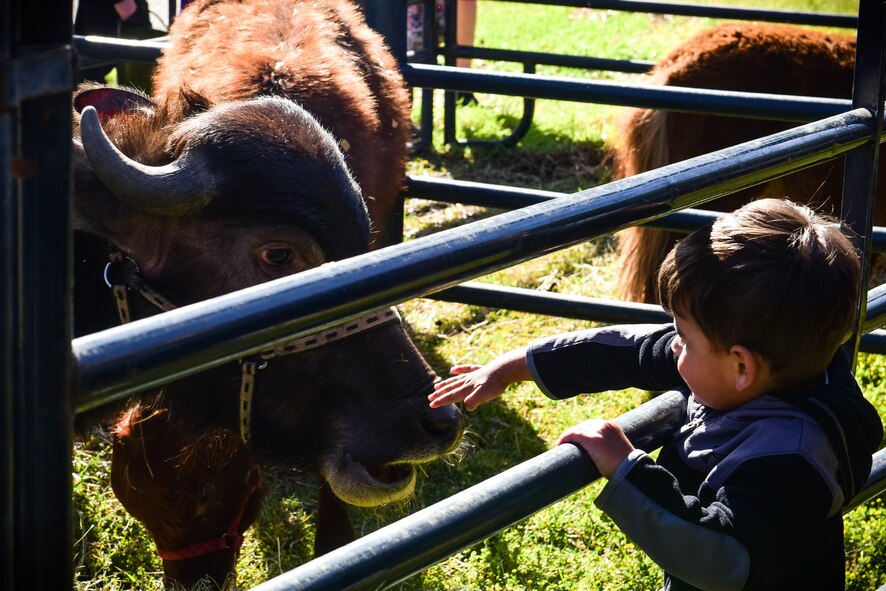 A Team Shaw child pets a calf during a Month of the Military Child celebration at Shaw Air Force Base, S.C., March 31, 2018.