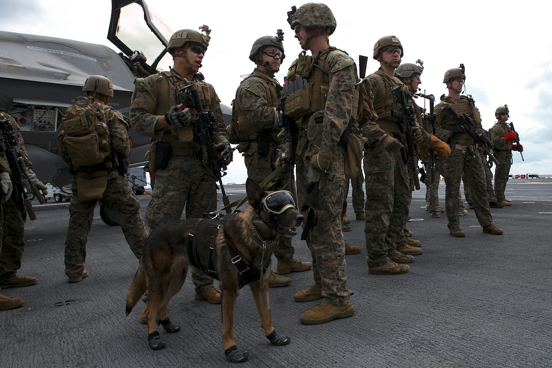 Marines and their military working dog prepare for training.