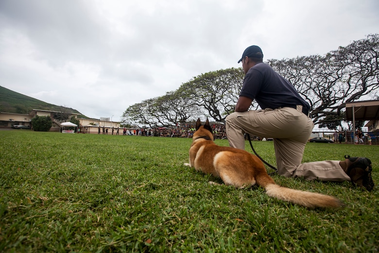 Ned Kanekoa, a military working dog handler with the Provost Marshal’s Office, Marine Corps Base Hawaii (MCBH) and his dog, Dar, wait during a military working dog demonstration for ‘Operation Ooh-Rah Kids’, MCBH, March 23, 2018. MCBH Marines and Sailors volunteer each year to give the children a chance to experience what it’s like to be a Marine. (U.S. Marine Corps photo by Lance Cpl. Matthew Kirk)