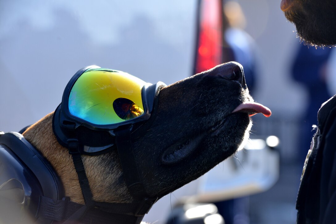 A Coast Guard canine wears protective gear.