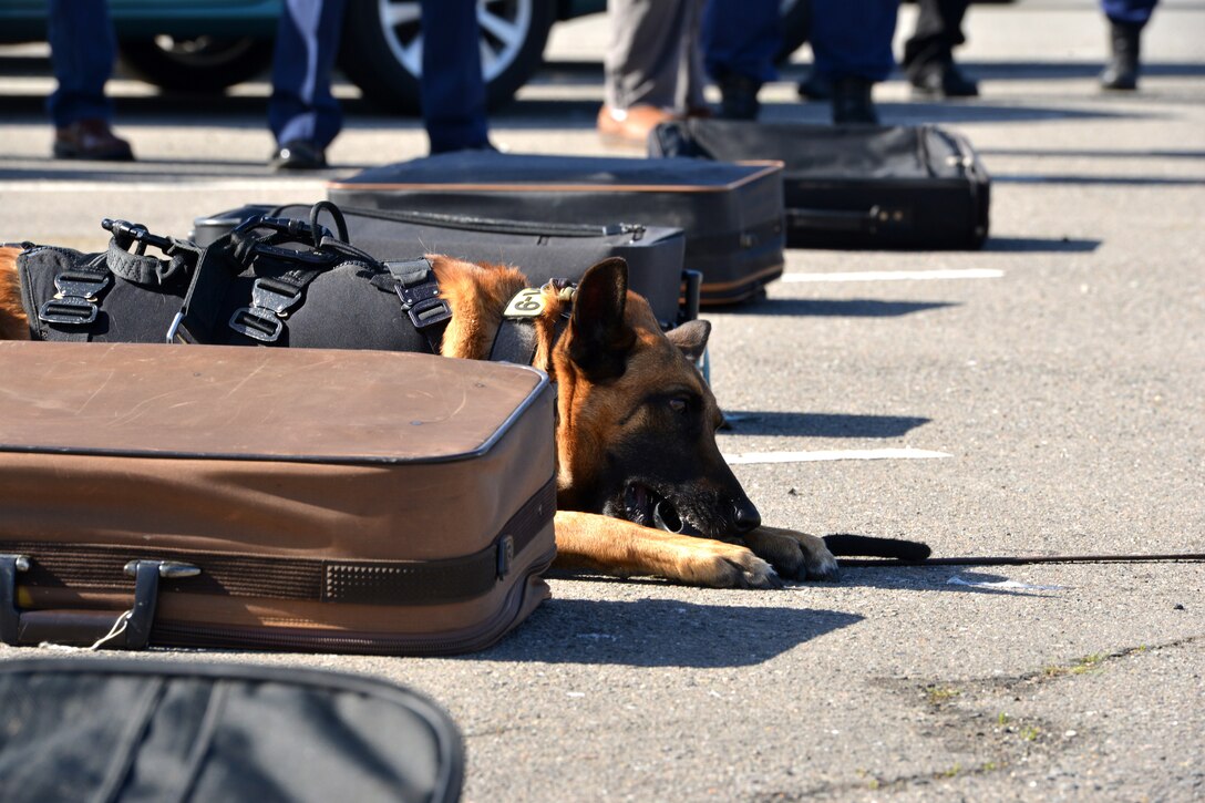 A Coast Guard canine lays next to luggage he believes may contain possible explosives.