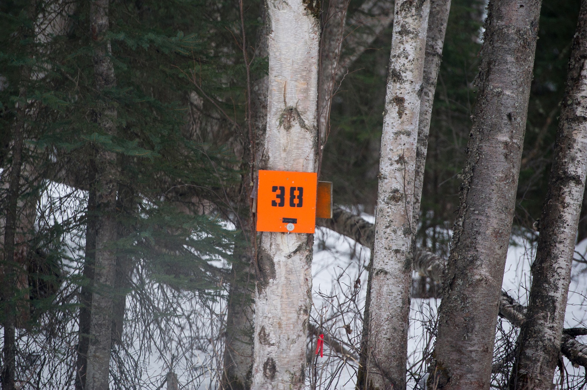 A navigation point is seen on a tree as paratroopers assigned to the 4th Infantry Brigade Combat Team (Airborne), 25th Infantry Division, U.S. Army Alaska, conduct a land navigation course on Joint Base Elmendorf-Richardson, Alaska, April 4, 2018.  The Soldiers used their skills to plot courses using a lensatic compass, protractor, and a 1:25,000 scale map to navigate to, and locate points using provided grid coordinates within a predetermined time.