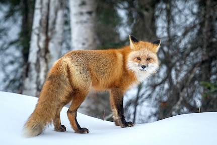 A fox stops on a snow-covered berm to watch paratroopers assigned to the 4th Infantry Brigade Combat Team (Airborne), 25th Infantry Division, U.S. Army Alaska, conducting a land navigation course on Joint Base Elmendorf-Richardson, Alaska, April 4, 2018.  The Soldiers used their skills to plot courses using a lensatic compass, protractor, and a 1:25,000 scale map to navigate to, and locate points using provided grid coordinates within a predetermined time.