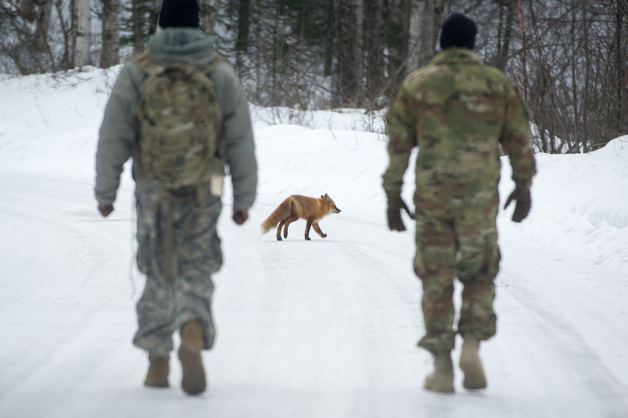 A fox crosses the road in front of paratroopers assigned to the 4th Infantry Brigade Combat Team (Airborne), 25th Infantry Division, U.S. Army Alaska, as they conduct a land navigation course on Joint Base Elmendorf-Richardson, Alaska, April 4, 2018.  The Soldiers used their skills to plot courses using a lensatic compass, protractor, and a 1:25,000 scale map to navigate to, and locate points using provided grid coordinates within a predetermined time.
