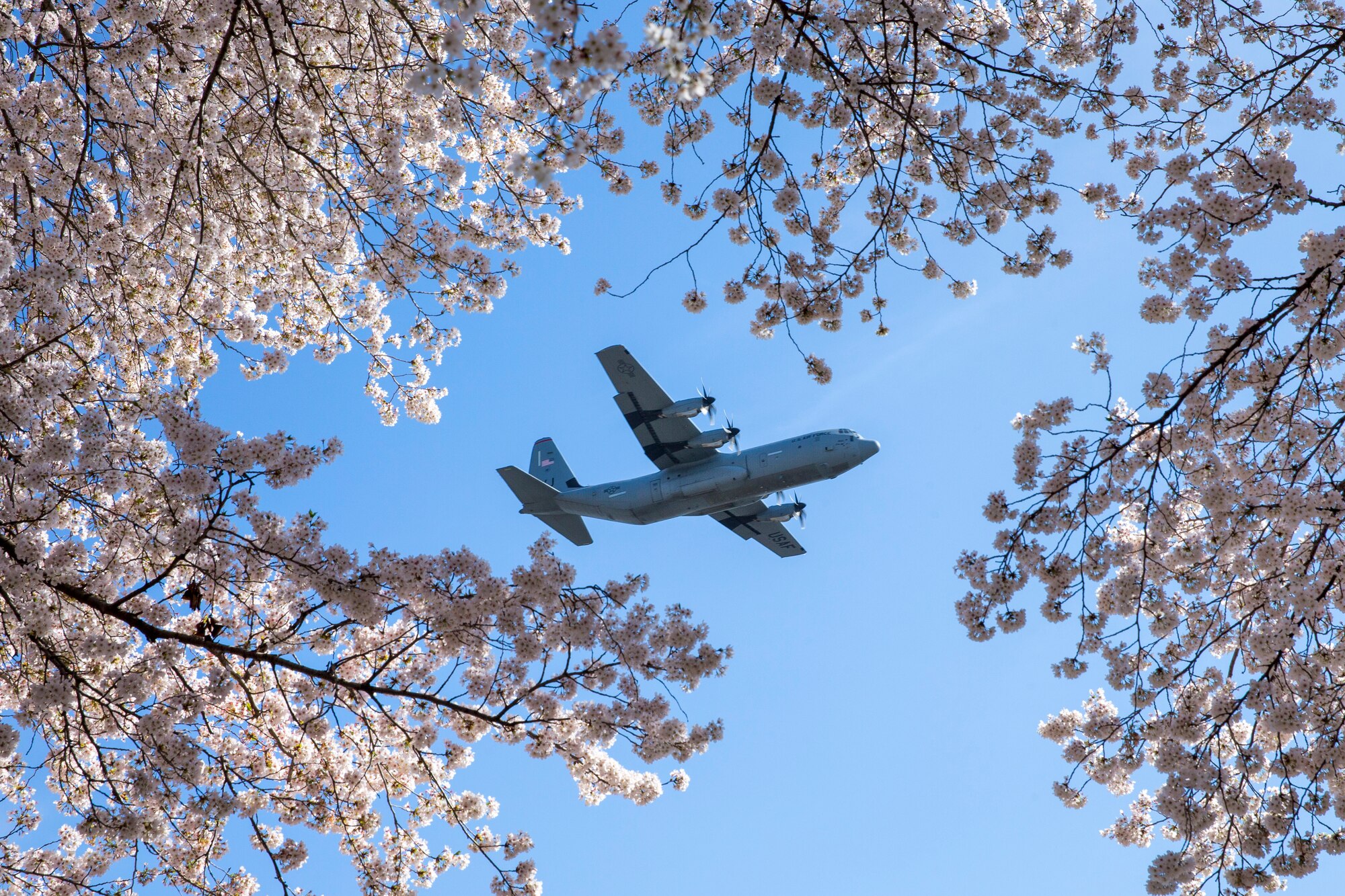 A C-130J Super Hercules assigned to the 36th Airlift Squadron flies over Yokota Air Base, Japan, during a training mission March 30, 2018. Sakura trees bloomed at Yokota eight days earlier than last year. (U.S. Air Force photo by Yasuo Osakabe)