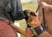 Military Working Dog Oorion, 100th Security Forces Squadron, keeps a firm grip of a decoy to stop him from getting away during a training session between British Army soldiers from the 1st Military Working Dog Regiment, Royal Army Veterinary Corps, and 100th SFS handlers and MWDs on RAF Mildenhall, England, March 26, 2018. The British Army MWD handlers visited RAF Mildenhall to train alongside the 100th SFS MWDs and handlers to share expertise and learn from each other. (U.S. Air Force photo by Karen Abeyasekere)