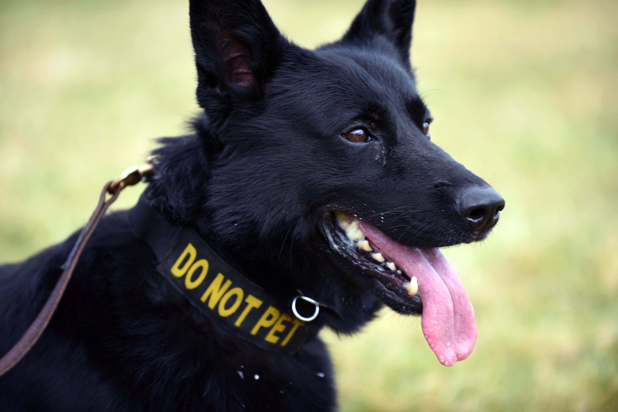 U.S. Air Force 100th Security Forces Squadron Military Working Dog Berry stands ready before executing patrol training at RAF Mildenhall, England, March 26, 2018. The 100th SFS Military Working Dog section trained with the British Army 1st Military Working Dog Regiment, Royal Army Veterinary Corps, in order to exchange training methods and build relationships between our allies. (U.S. Air Force photo by Senior Airman Luke Milano)