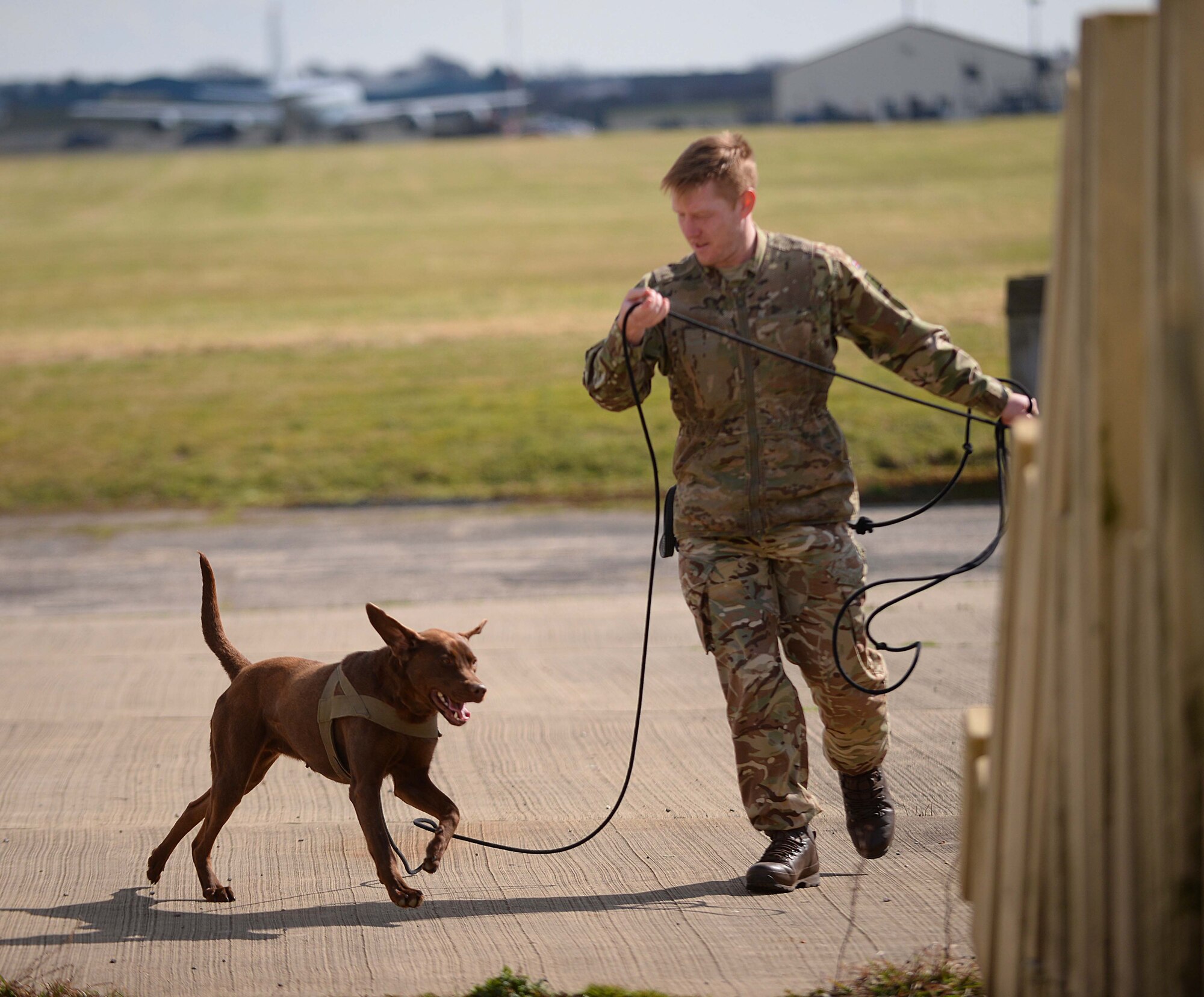 British Army Lance Cpl Brett Brian William France, 1st Military Working Dog Regiment MWD handler, conducts tracker training with a British Army military working dog at RAF Mildenhall, England, March 26, 2018.  The 100th Security Forces Squadron Military Working Dog section trained with the British Army handlers in order to exchange training methods. (U.S. Air Force photo by Senior Airman Luke Milano)