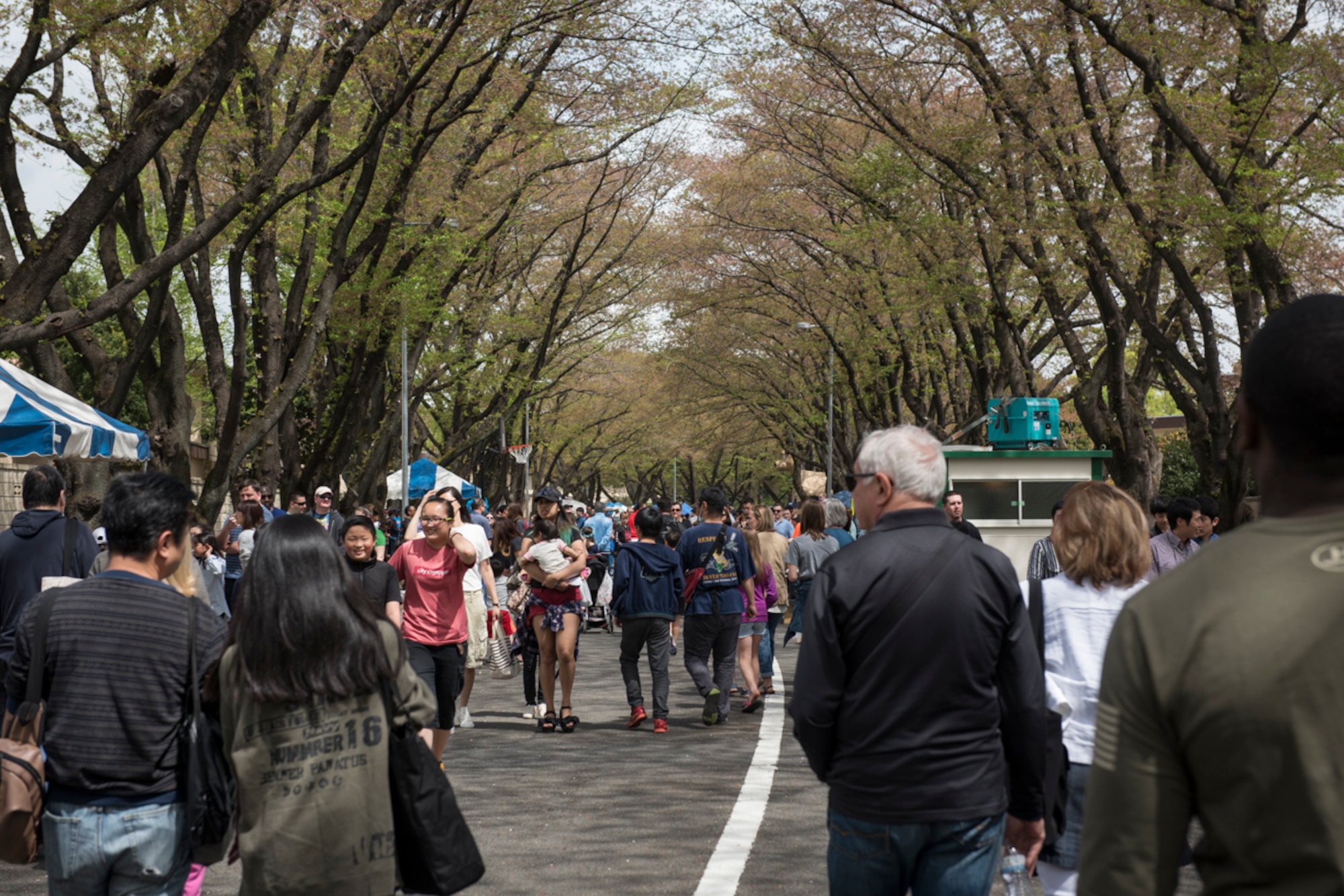 Sakura Spring Festival 2018