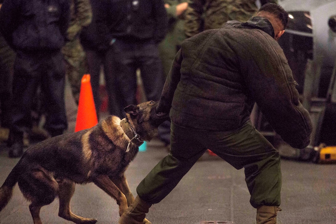 A military working dog bites a mock attacker during training.