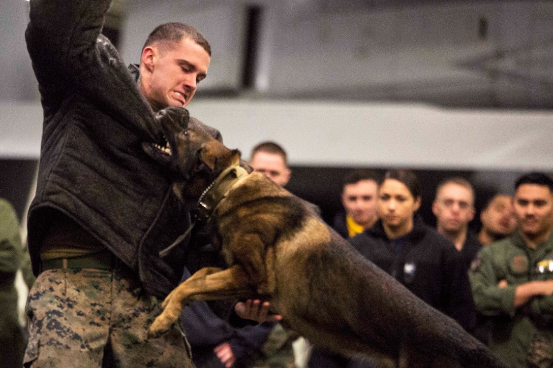 A military working dog makes a flying bite on a mock attacker.