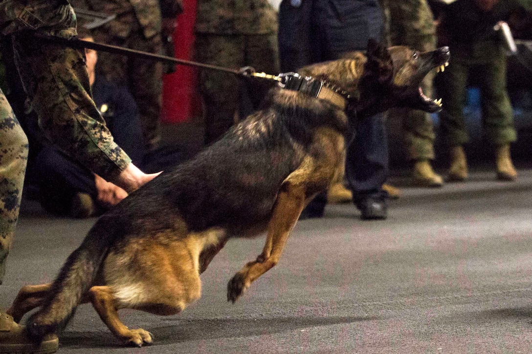 A military working dog conducts an aggression bite.