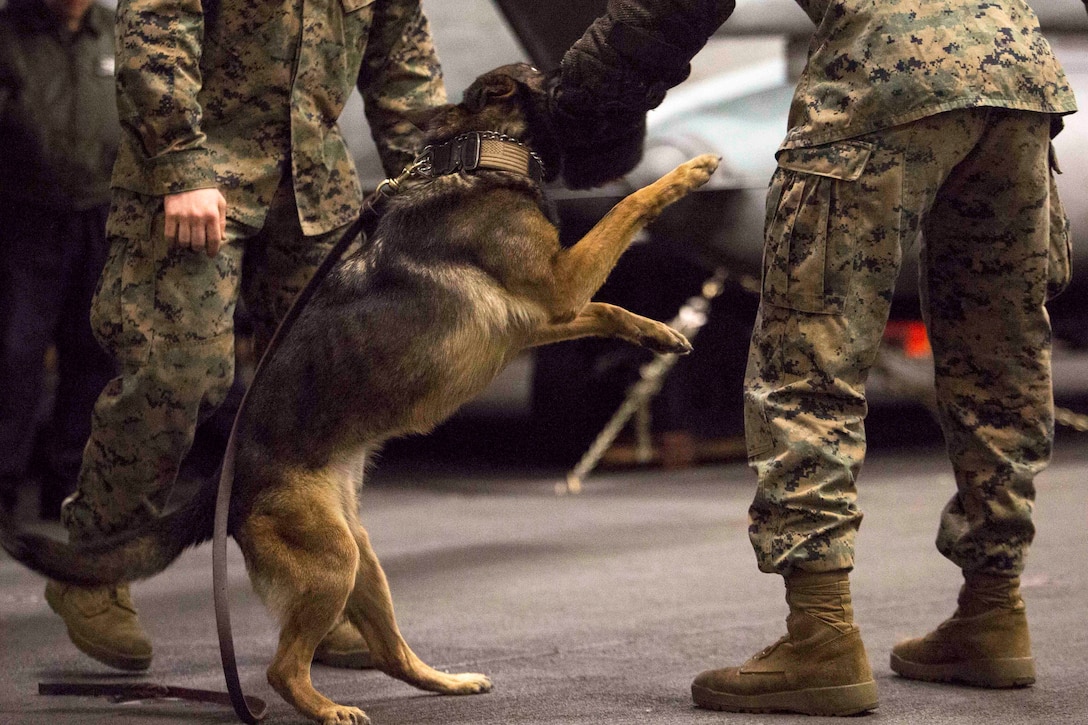 A military working dog makes a flying bite on a mock attacker.