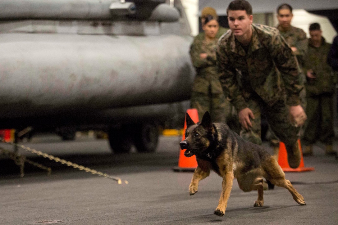 A military working dog charges towards a simulated attacker.