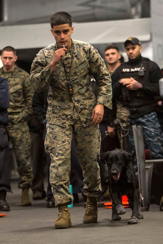 A military working dog is ordered to bite a mock attacker.