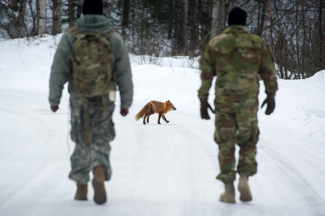 A fox crosses the road in front of soldiers as they conduct land navigation training.