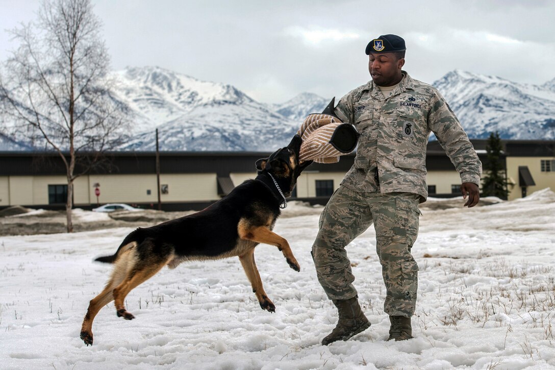 A dog hangs from the arm of an airman while biting down on his protective sleeve against a snowy mountain backdrop.