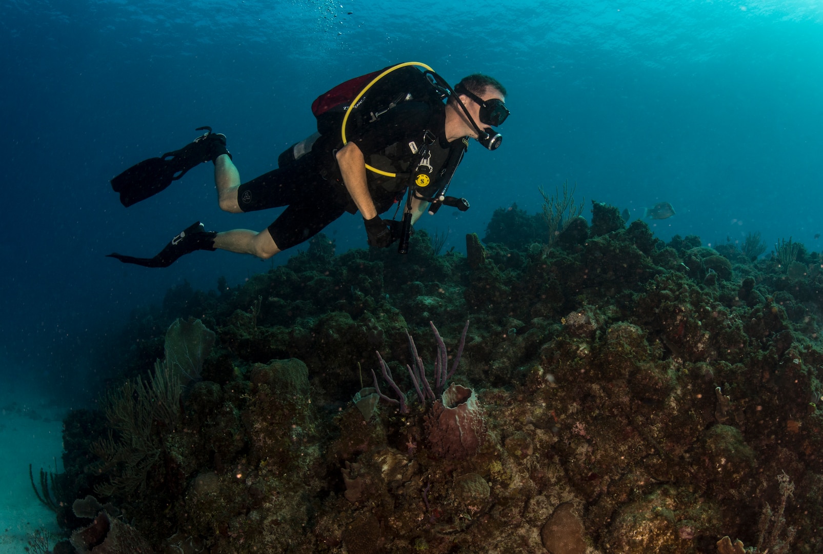 Sailor surveys healthy reef off coast of Guantanamo Bay to assess and compare possible effects of recreational diving on ecosystem, Naval Station
Guantanamo Bay, Cuba, November 23, 2015 (U.S. Navy/Charles E. White)