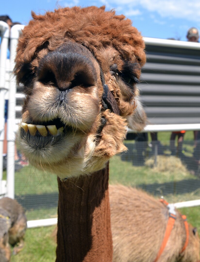 Kids, brush your teeth! An alpaca gives a lopsided smile to visitors at the petting zoo at the annual Cowboys and Heroes event held at MacArthur Parade Field at Joint Base San Antonio-Fort Sam Houston April 14.