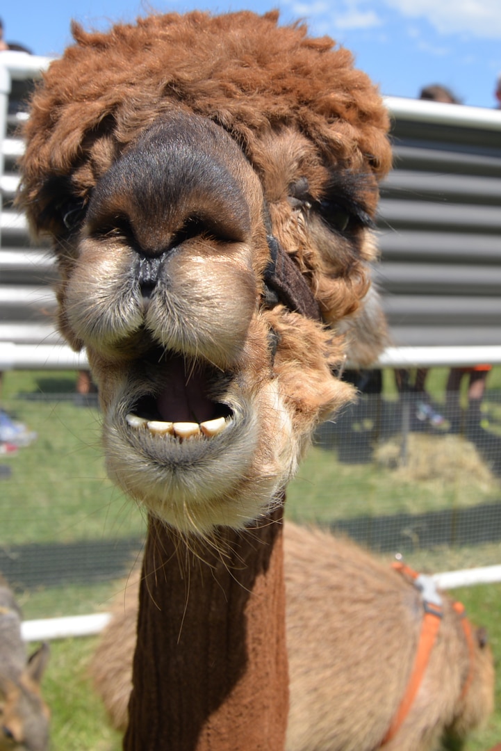 It was unclear what this alpaca was trying to say, but he looked cute doing it at the petting zoo at the annual Cowboys and Heroes event held at MacArthur Parade Field at Joint Base San Antonio-Fort Sam Houston April 14.