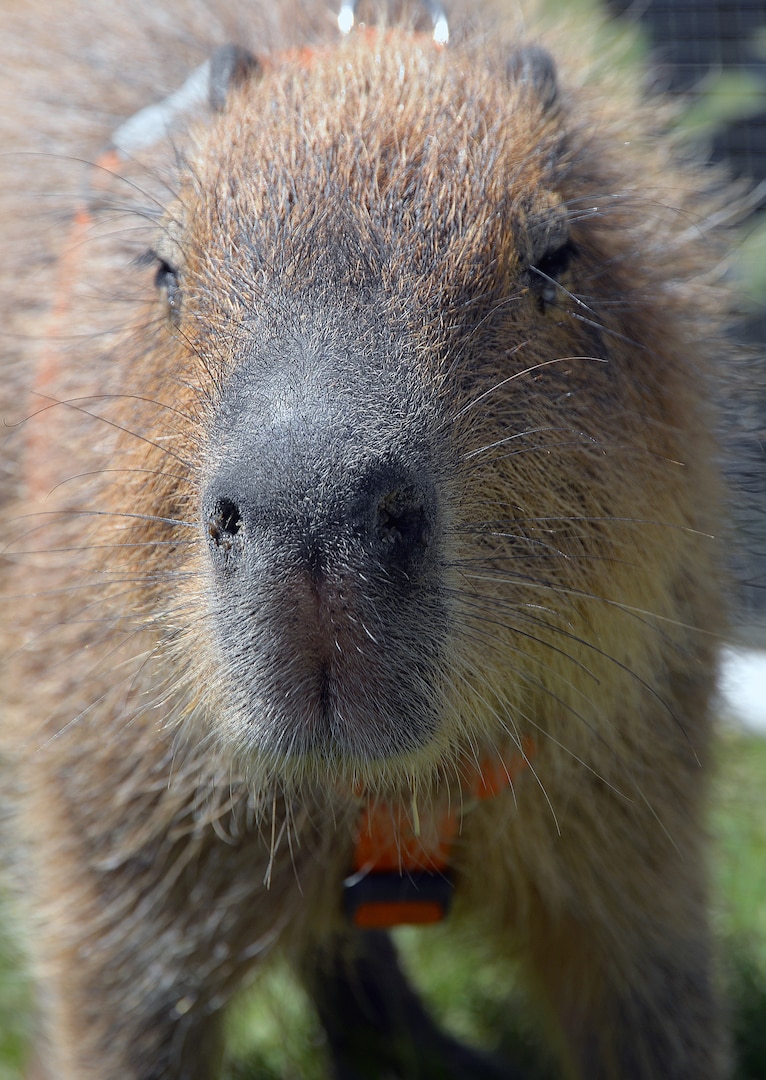 A capybara gets up close and personal in the petting zoo during the annual Cowboys and Heroes event held at MacArthur Parade Field at Joint Base San Antonio-Fort Sam Houston April 14. The native to South America is the largest living rodent in the world.