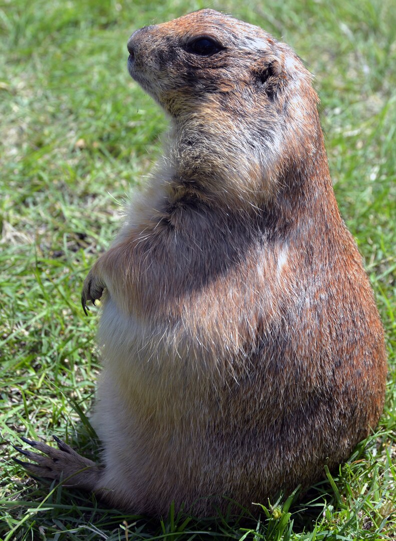 A prairie dog takes it all in stride at the petting zoo during the annual Cowboys and Heroes event held at MacArthur Parade Field at Joint Base San Antonio-Fort Sam Houston April 14. These herbivorous burrowing rodents are found throughout the Southwest.