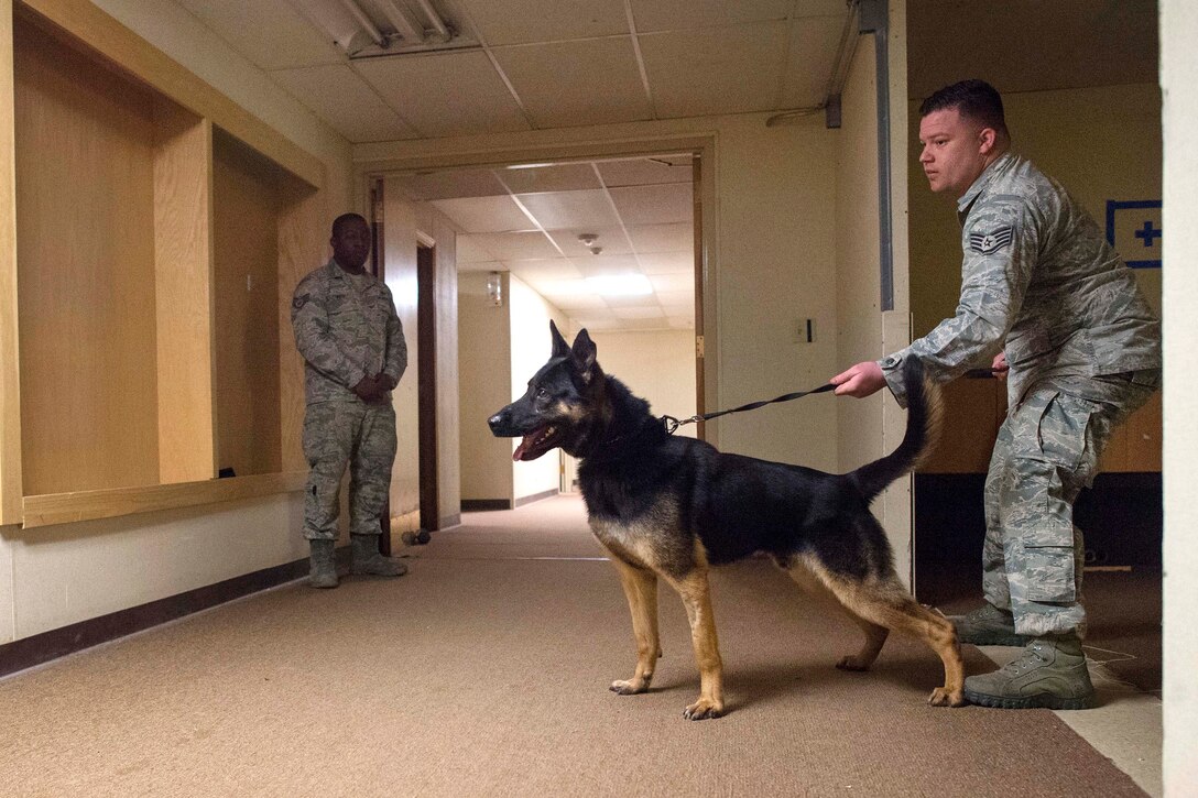 A military working dog prepares to search a building.