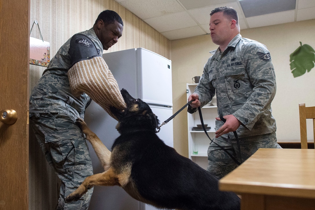 A military working dog bites a simulated attacker.