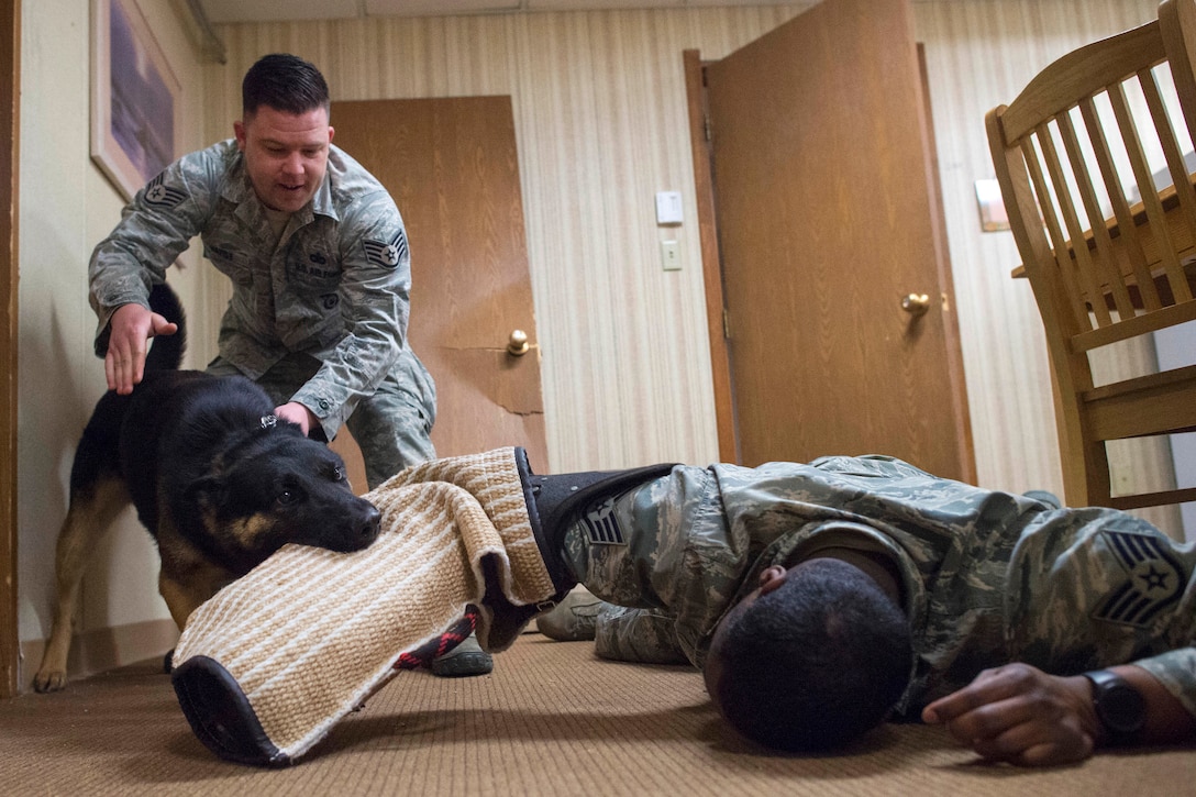 A military working dog takes down a simulated attacker.