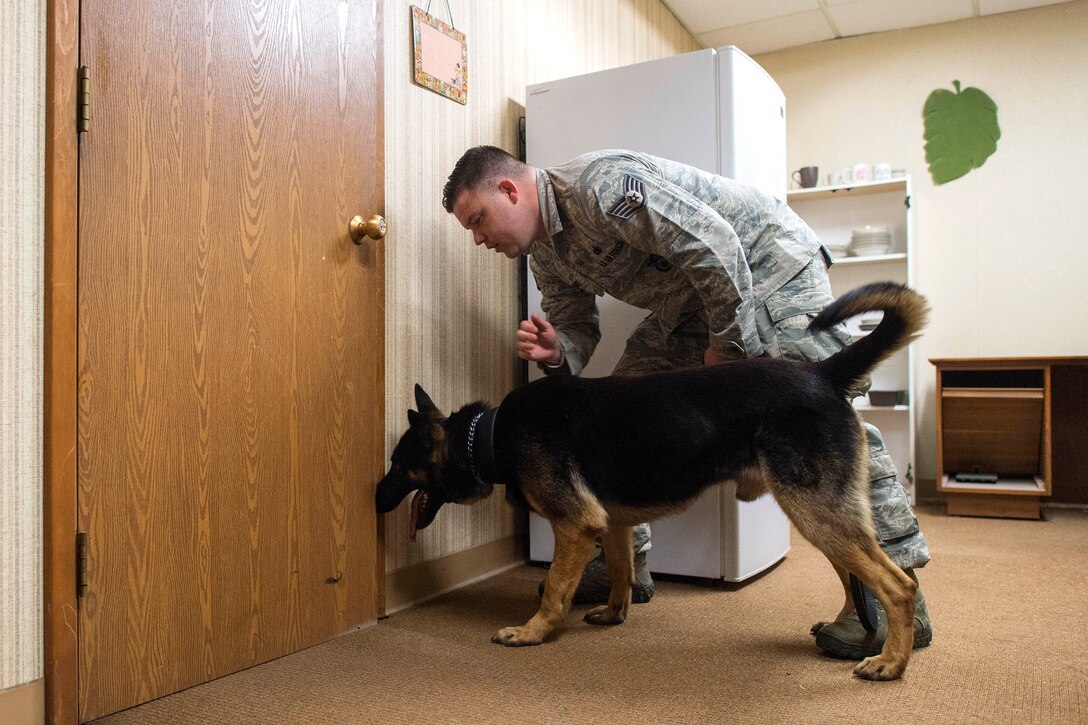 A military working dog prepares to search a room.