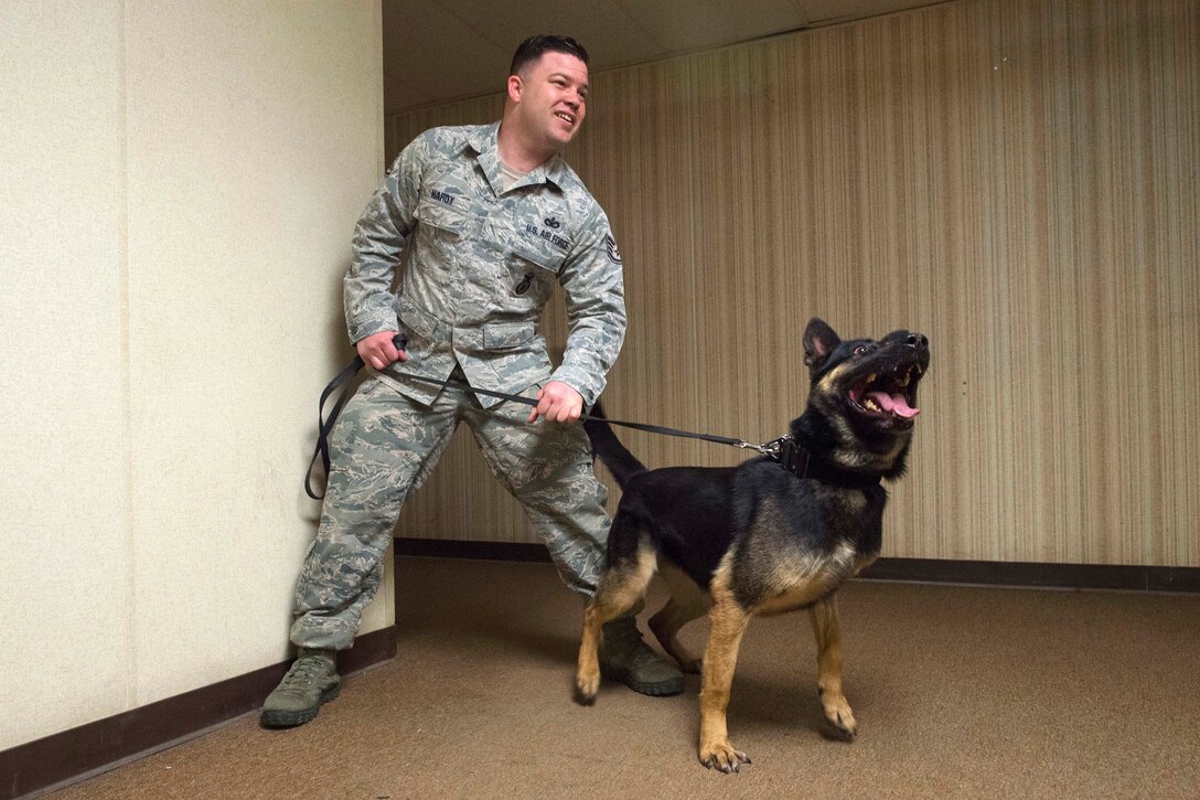 A military working dog prepares to search a room.