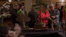 Funami Ryoetu, a bonsai hobbyist and Japan Day volunteer, left, showcases a bonsai tree to Maeda Hiroshi, a Japan Day attendee, right, during the 31st Annual Japan Day at Misawa Air Base, Japan, April 14, 2018. Bonsai is a 2,000 year old Japanese art form where growing of miniature trees is cultivated by growing and shaping the plant over a long period of time. Japan Day gave way to Misawa newcomers experiencing a wide variety of what makes Japan so interesting, all in a centralized location. (U.S. Air Force photo by Airman 1st Class Collette Brooks)