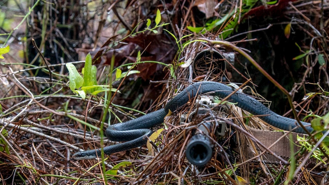 A snake slithers across the barrel of a gun.