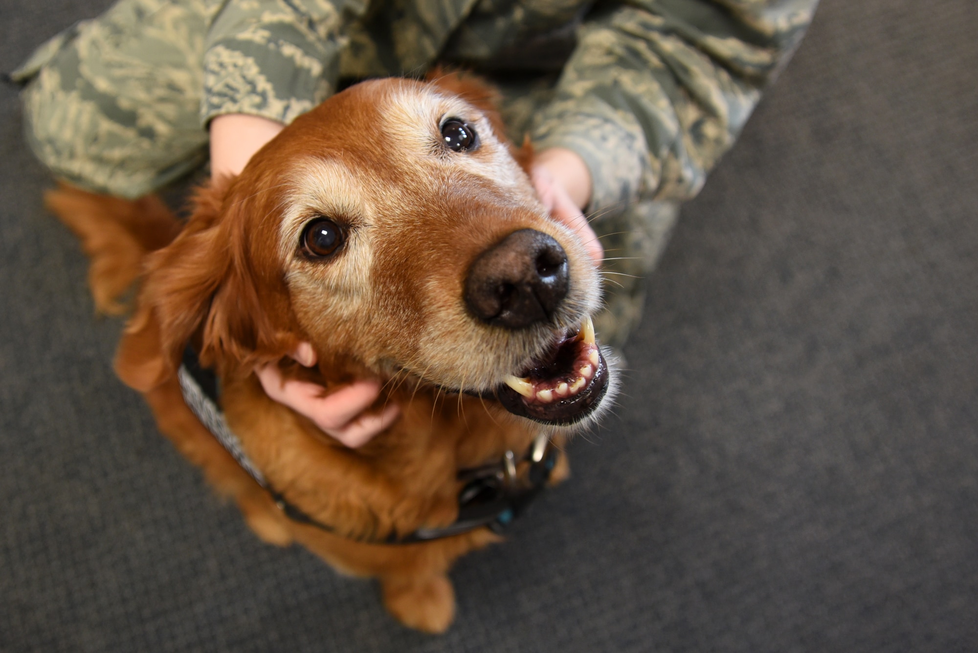 Suzzy, 20th Fighter Wing (FW) Sexual Assault Prevention and Response (SAPR) comfort dog, receives pets from Airman 1st Class Cassidy Woody, 20th FW Public Affairs broadcast journalist, during a SAPR office open house at Shaw Air Force Base, S.C., April 12, 2018. (U.S. Air Force photo by Airman 1st Class Kathryn R.C. Reaves)