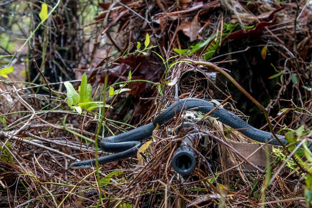 A snake slithers across the barrel of a gun.