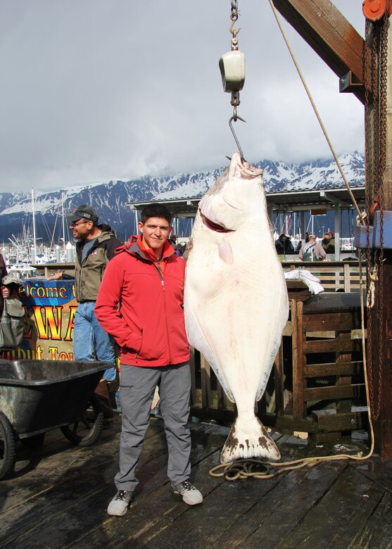 Airman 1st Class John-Austin Gallardo, a 673d Medical Group emergency services liaison, participates in the Armed Services YMCA of Alaska Combat Fishing Tournament in Seward, Alaska, May 26, 2017. Gallardo caught the biggest fish for the 2017 tournament, weighing in at 130 pounds. Founded in 2006, ASYMCA of Alaska Combat Fishing Tournament was established as a way of showing thanks and honor to service members through an opportunity to go deep-sea fishing.